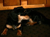 IMG 0924