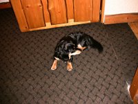 IMG 0927